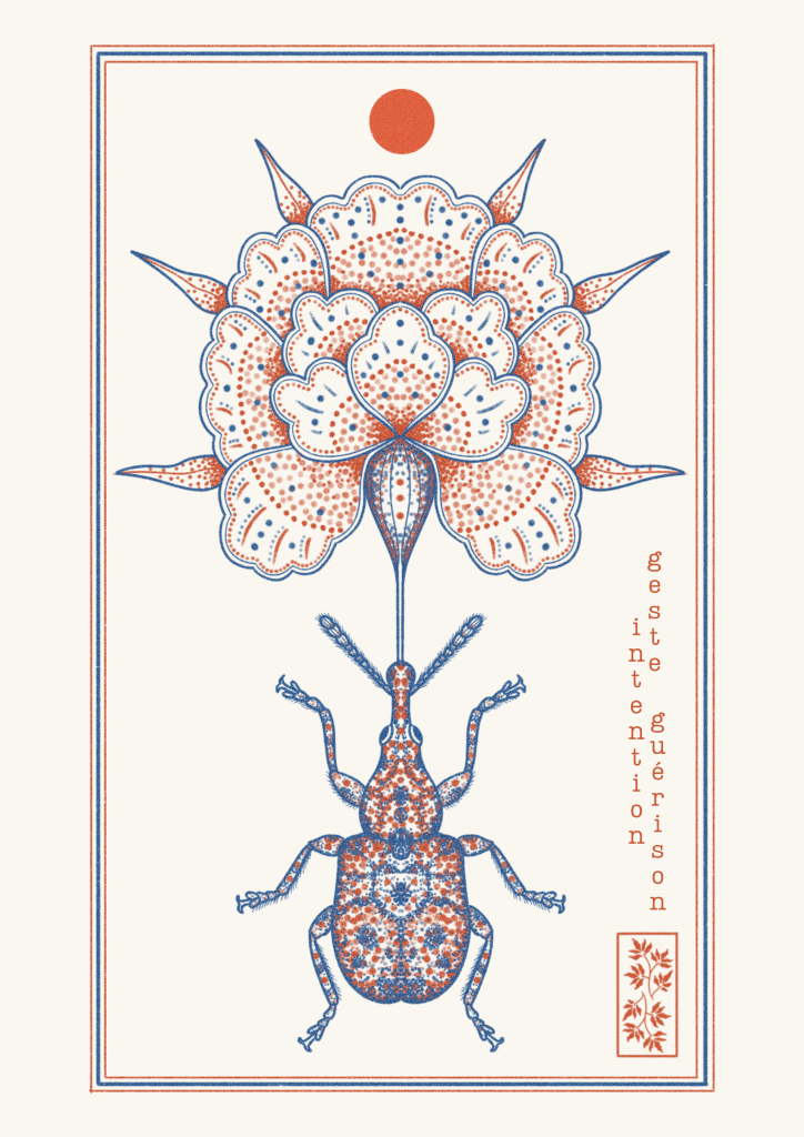 illustration scarabée pivoine oracle